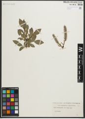 Foto von Salix myrsinites L. x Salix phylicifolia L.